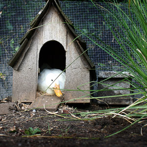 Seattle Rescue Shelter